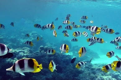 Beautiful Ocean Fish HD Wallpapers   1939995