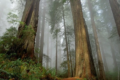 Forest Wallpapers HD