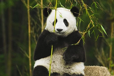 Panda Computer Wallpapers, Desktop Backgrounds