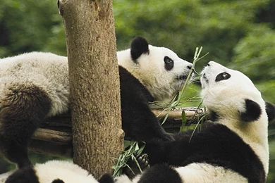 Panda Computer Wallpapers, Desktop Backgrounds