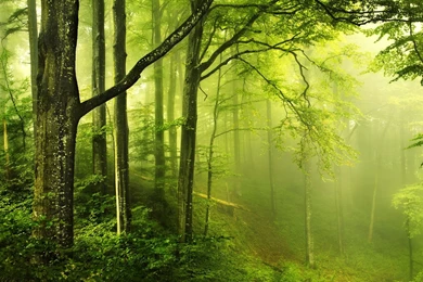 Green Forest Best Wallpaper Images   World Visits