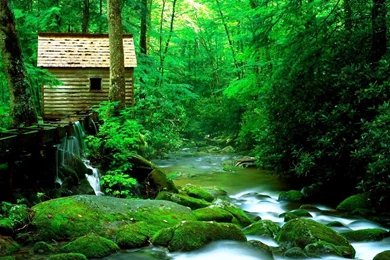 Wallpapers Nature Forest And River Photos Of Free Wildlife ...