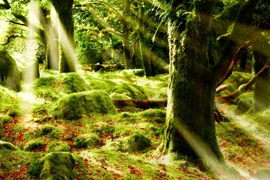 Morning Sun Forest Wallpapers