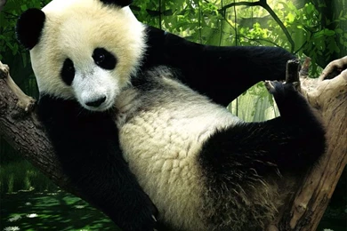 Panda Desktop Wallpapers:Best Wallpapers HD