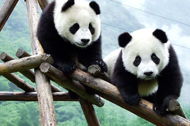 Free Wallpapers Download, Desktop Nature Bollywood Sports Mobiles ...