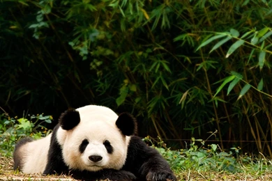 1600x1200px Garden Natural Image