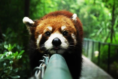 Red Panda Backgrounds Wallpapers 9685   Amazing Wallpaperz