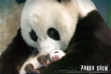 Panda Cub Wallpapers   Wallpapers 2015 Trends