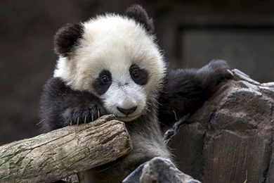 Panda Computer Wallpapers, Desktop Backgrounds