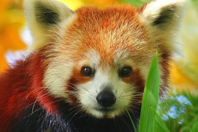 Red Panda Wallpapers In HD Gallery & Facts