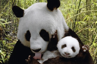 Wallpapers 1280x800 Cute Panda Wallpapers 1366x768 Cute Panda ...