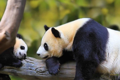 Baby Panda Backgrounds HD Wallpapers Attachment 9398 Amazing ...