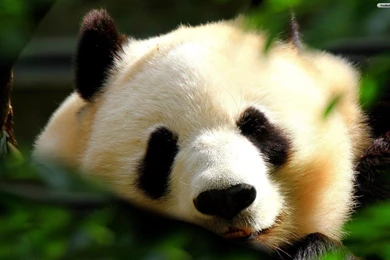 YouWall   Adorable Panda Wallpapers   Wallpaper,wallpapers,free ...