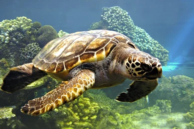 Excellent_1920x1080 full hd wallpapers.jpg