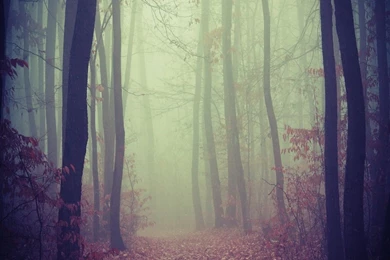 WALLPAPERS FOR IPAD MINI WALF1018