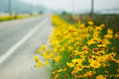 Free Download iPad Mini Wallpapers 1024x1024 ~ Pptgarden