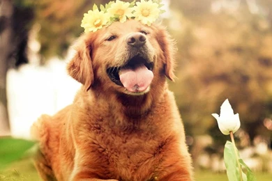 Dog wallpaper for ipad mini 140807 1.jpg