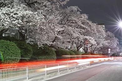 City Urban Nature Cherry Blossoms Ultra Hd Wallpapers Ultra High ...
