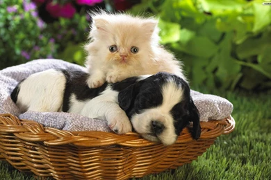 Pic > Cute Kittens And Puppies Together