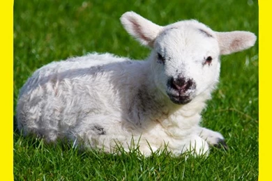 Amazon.com: Adorable Pics! Cute Animal Pictures & Wallpapers Of ...