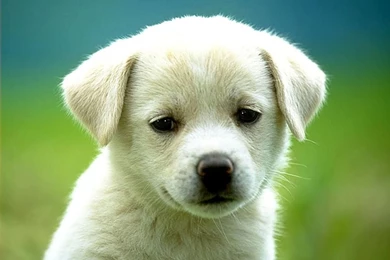 HD Animals: Cute Puppies And Kittens Wallpapers