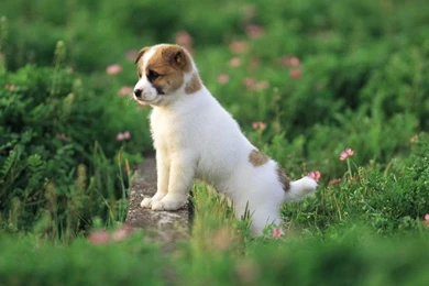 Cute Puppy Pictures Wallpapers   Wallpapers Cave
