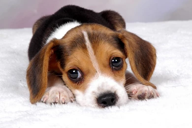 Beagle Wallpapers   Wallpapers Cave