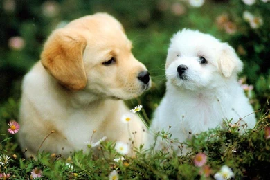 Cute puppy pics for wallpaper download.jpg