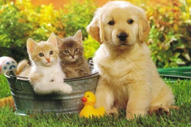 Cute Puppy Golden Retriever And Cats Wallpapers For Your Computer ...