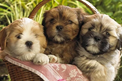 Download Free Puppy Desktop Wallpapers   The Quotes Land