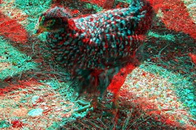 Make Your 3D Glasses And See These Awesome 3D Images