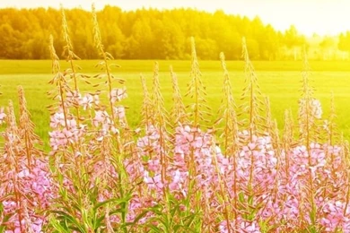 Free Download Spring Sunset iPhone 5 HD Wallpapers