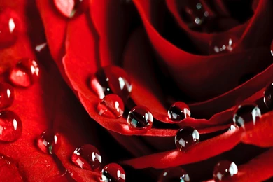 Download Rose Flower Wallpaper Images