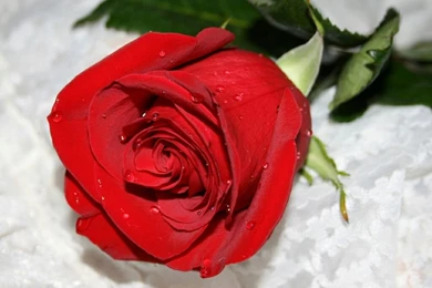 Nice flower free hd wallpapers red roses.jpg