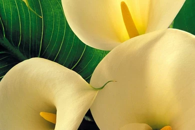 Lily   Flower Wallpapers   Crazy Frankenstein