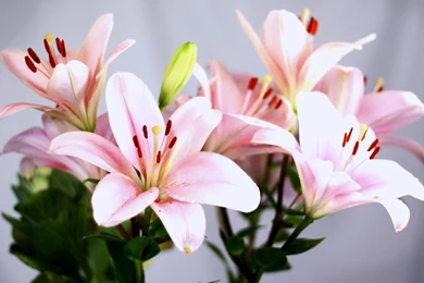 1024x784px Wonderful White Lilies