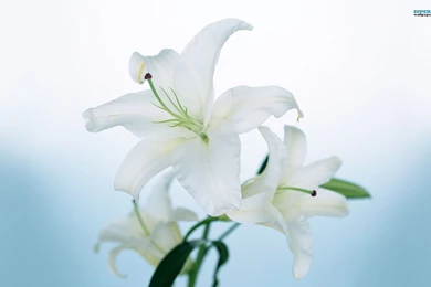 Orange Lilies Wallpapers   Flower Wallpapers