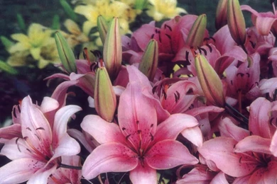 Gardening Computer Wallpapers