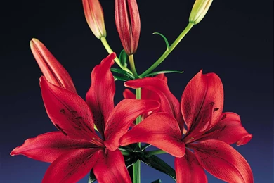 Vibrant Red Lilies >> HD Wallpaper, Get It Now!