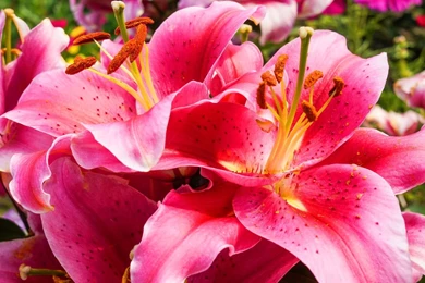 Pink lily flowers 1920x1080.jpg