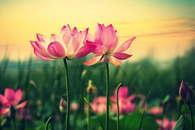 1920x1080 Pink Lilies Hd Wallpapers