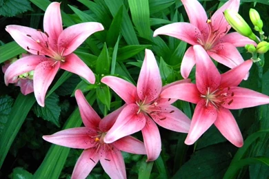 Stargazer Lily Wallpapers