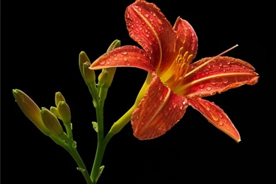 Free Download Lilies HD Wallpapers