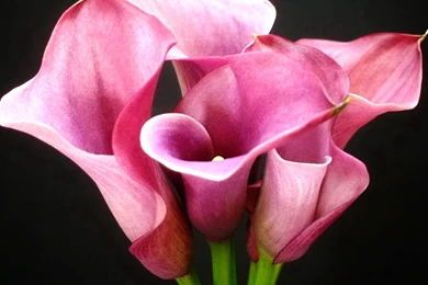 A Symbol of the Pure Calla Lily Flowers HD Wallpapers.jpg