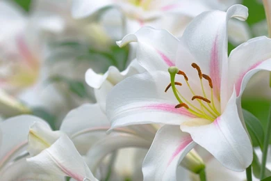 White Lilies Wallpapers   618291