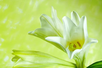 White Lily Wallpapers   Flower Wallpapers