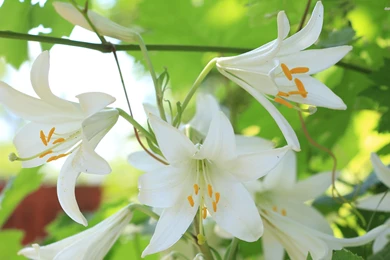 Lilies Wallpapers   Flower Wallpapers