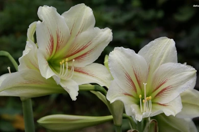 Beautiful White Lilies Wallpapers   Flower Wallpapers