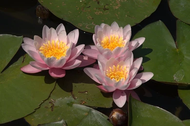 Water Lilies Wallpapers