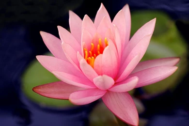 Nature Flowers Macro Water Lilies Wallpapers